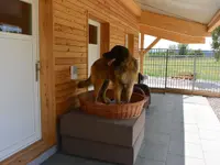 V.I.Pets Gossau