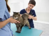 Kleintierpraxis Vivavet GmbH