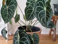 Jordan Tattoo and plants
