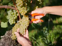 Weinbau Cordula Morgenegg-Posch - Klicken Sie, um das Bild 12 in einer Lightbox vergrössert darzustellen