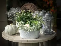 Blüten-Bijou GmbH