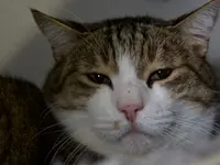 Società Protezione Animali Locarno e Valli
