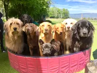 Nimalik Hundeschule & Hundepension