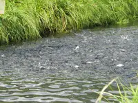 Bio Fish Valley SA