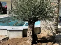Buissonin Giardini