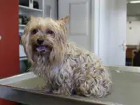Hundesalon Dany