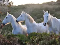 Equicoaching Equites Sàrl