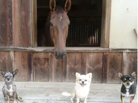 Hundeschule DOGS4LIFE.CH - Klicken Sie, um das Bild 7 in einer Lightbox vergrössert darzustellen