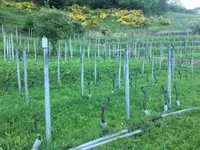 Biava Mattia - Giardiniere paesaggista