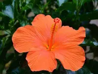 Genossenschaft Berner Blumenbörsen