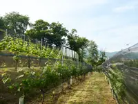 Cantina Mendrisio - Società Cooperativa - Klicken Sie, um das Bild 9 in einer Lightbox vergrössert darzustellen