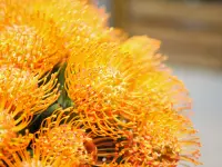 Atelier Cagna-Fleurs