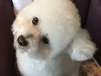 Hundesalon Trendy Dog