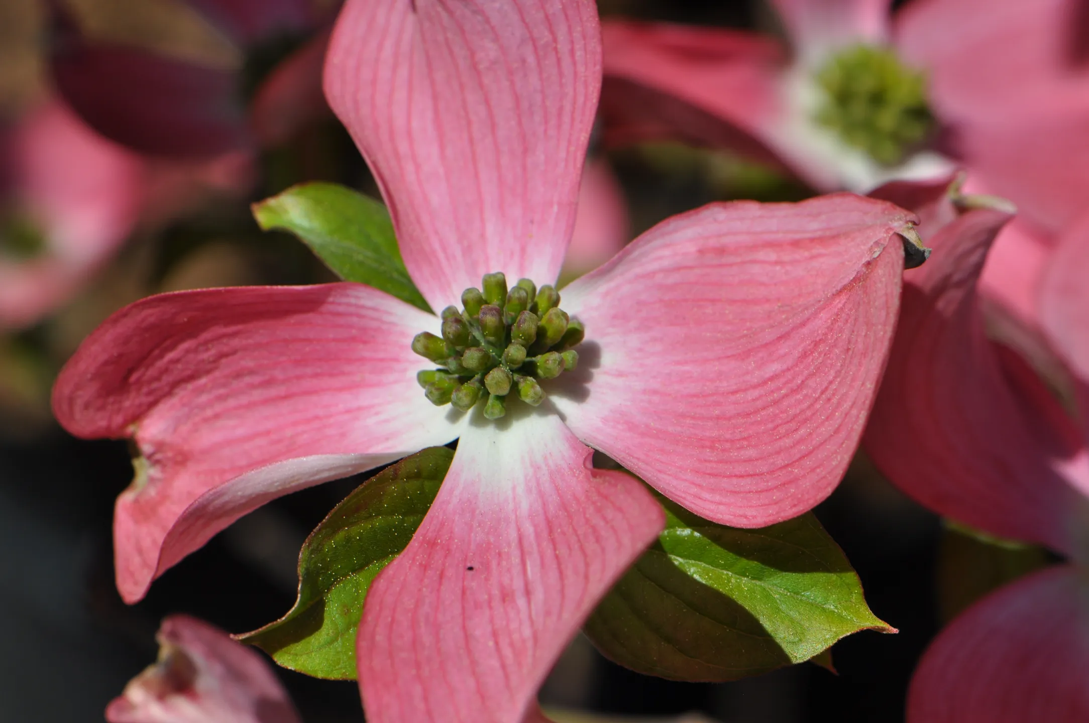 Zimmermann Flaach AG Blumen & Gartenbau