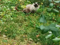 Liebevolle Tierbetreuung Tas