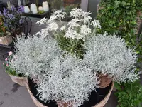 Blumen Art