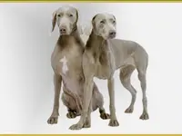 La Vigie Riviera Pet Grooming