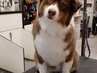 La Vigie Riviera Pet Grooming
