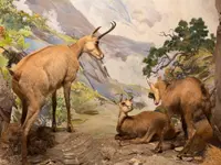 Naturhistorisches Museum Bern