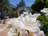 César Da Costa Gartenbau GmbH