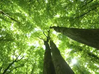 Gerber Garten - Spezialholzerei - Klicken Sie, um das Bild 1 in einer Lightbox vergrössert darzustellen