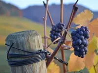 Baumgartner Weinbau AG