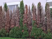 Tobler Gebäude und Gartenunterhalt GmbH