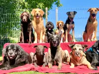 Nimalik Hundeschule & Hundepension
