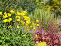 Peter Meier Gartenbau AG - Klicken Sie, um das Bild 7 in einer Lightbox vergrössert darzustellen