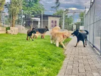 HDZ Hundezentrum - Klicken Sie, um das Bild 9 in einer Lightbox vergrössert darzustellen