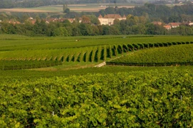 Domaine du Centaure