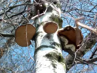 Arboristes-Conseils Sàrl