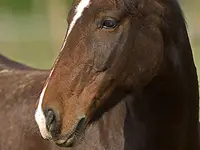 Pony-Club et centre équestre de Chavannes-des-Bois