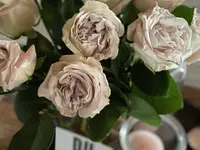 Blumen La Violetta