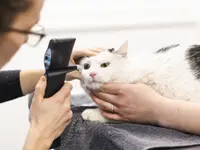 Tierarztpraxis Dammbühl AG