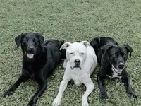 Hundeschule DOGS4LIFE.CH - Klicken Sie, um das Bild 6 in einer Lightbox vergrössert darzustellen