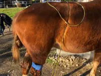 Tierphysio-Praxis Oberland GmbH - Klicken Sie, um das Bild 12 in einer Lightbox vergrössert darzustellen