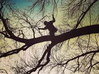EQUILIBRE SOINS AUX ARBRES