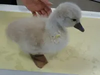 Kleintierpraxis Zur alten Mühle