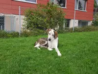 Tierheim Linth