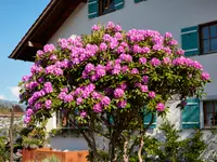 AUHOF Pflanzen Garten Blumen
