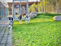 HDZ Hundezentrum - Klicken Sie, um das Bild 7 in einer Lightbox vergrössert darzustellen