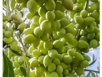 Chiera Azienda Agricola - produzione e vendita olio extra vergine di oliva