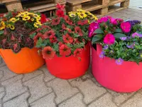 Zimmermann Flaach AG Blumen & Gartenbau