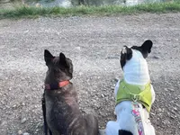 Focus Dogs Hundeschule KlG - Klicken Sie, um das Bild 9 in einer Lightbox vergrössert darzustellen